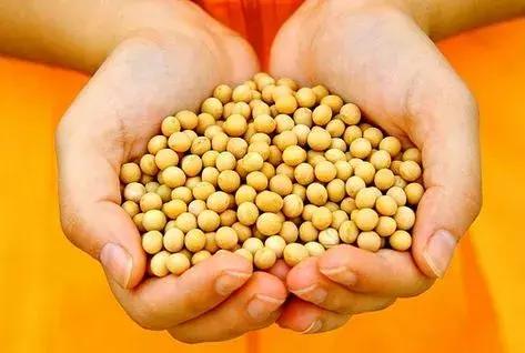 大豆粮价突然大跌的原因,豆价下跌的原因