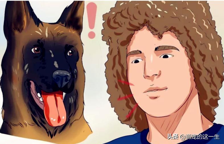 在路边看到流浪狗怎么办,遇到流浪狗如何不让它走