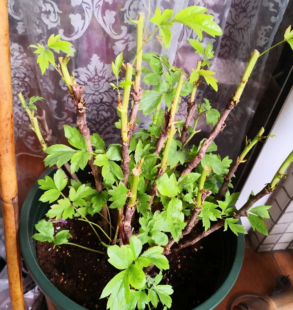 牡丹花怎么栽培开花快,牡丹花怎么栽种才开花