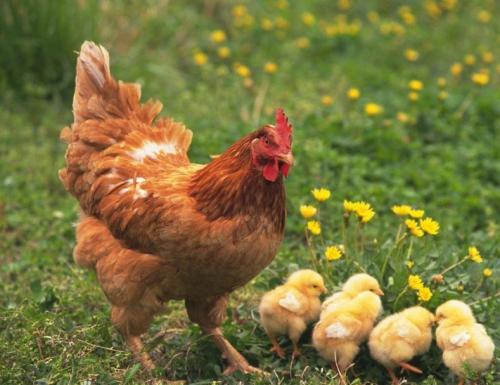 蛋鸡脱肛的原因，如何防治？