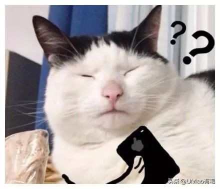 胖橘猫和黑猫,橘猫黑猫白猫哪个最可爱