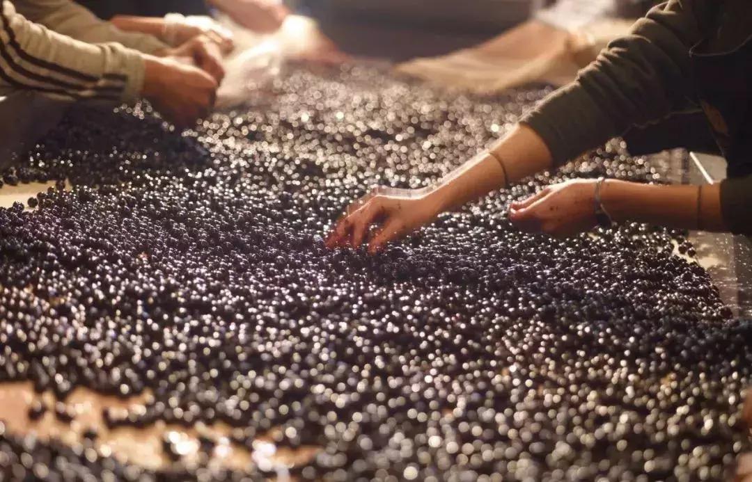 圣埃美隆特级aoc,圣埃美隆佳酿效果图