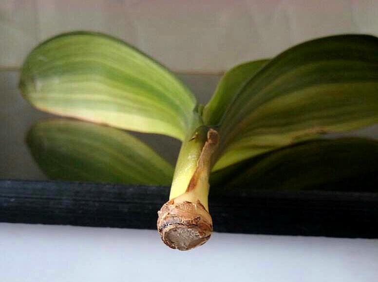 君子兰无根了如何补救,君子兰没根了怎样生出新根