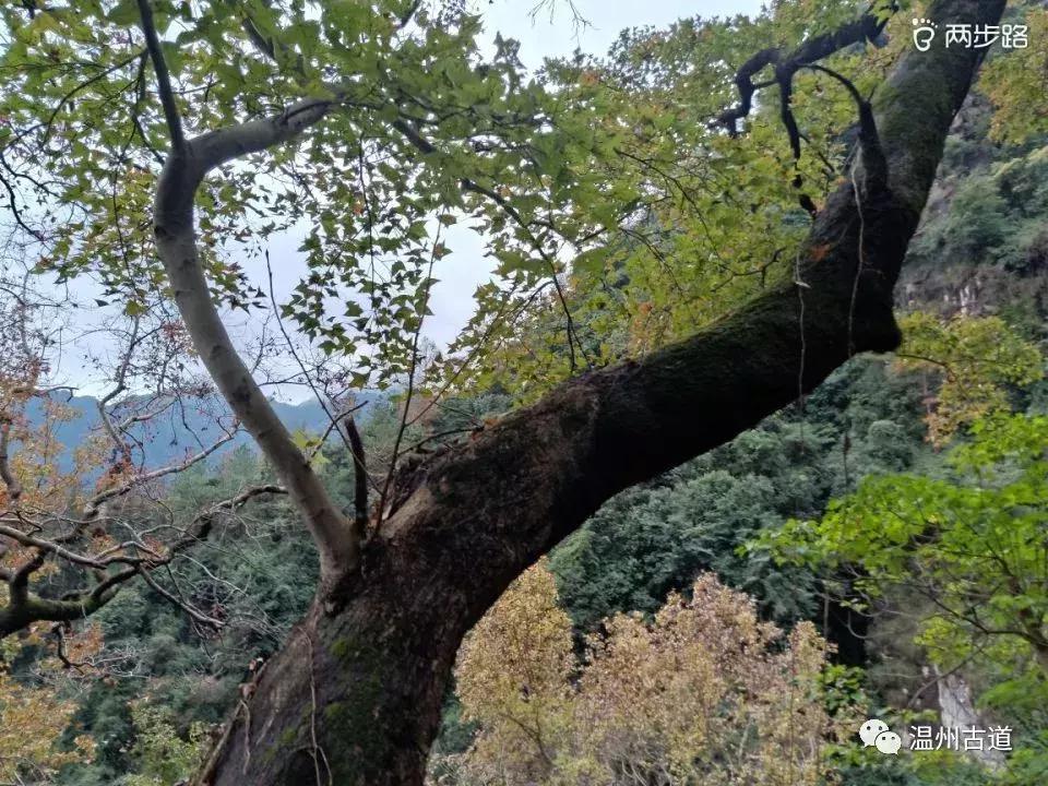 温州茶山红枫古道,浙江温州永嘉红枫古道