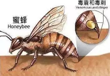 被蜂蜇伤后最简单的处理办法,被蜂蜇了怎么处理更有效