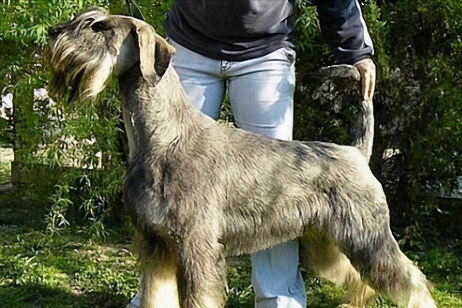 雪纳瑞和柯基哪个值得养,雪纳瑞犬为什么不建议养