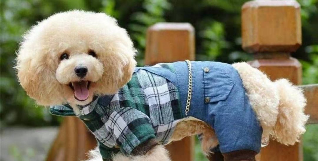 给宠物买衣服需要注意什么,给宠物穿衣服后果