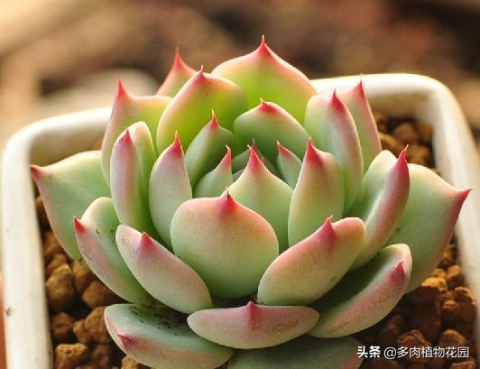 吉娃娃很瘦怎么办,吉娃娃这么丑为什么还要养