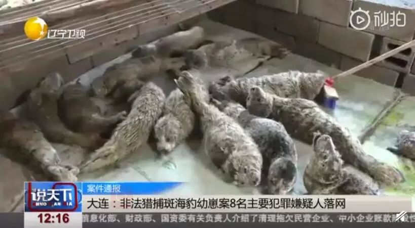 没有买卖就没有伤害的出处,没有买卖就没有伤害动物