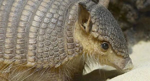 盘点各种呆萌生物,萌萌哒的动物图片大全