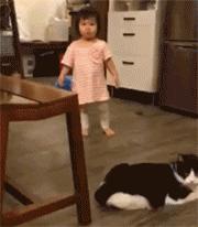 最好养的猫奶牛猫,奶牛猫受欢迎