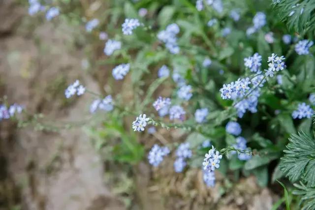 最会说情话的人全集,最会说情话的人