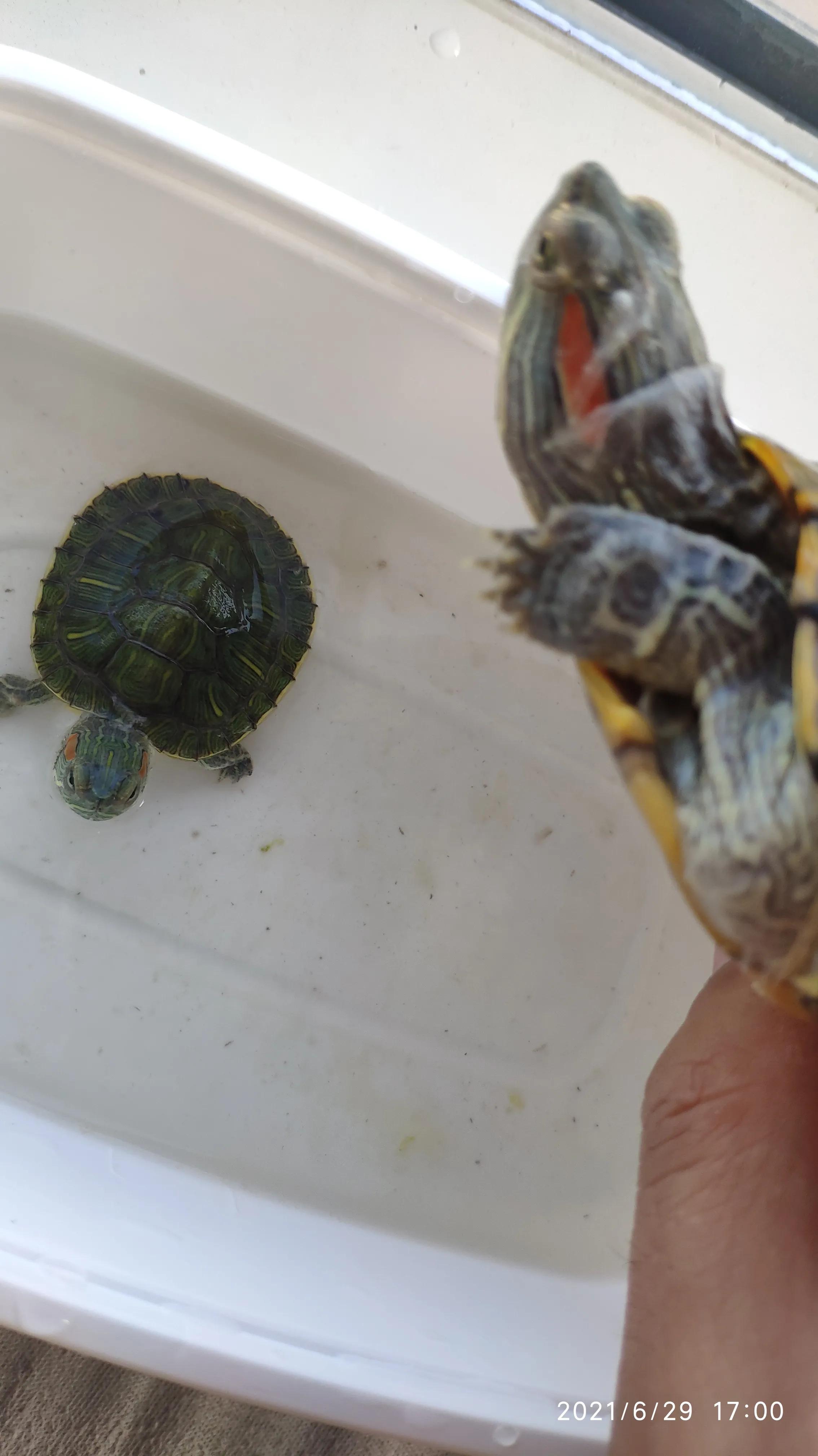 巴西龟不吃龟粮该怎么办,巴西龟不吃东西最多能活多久