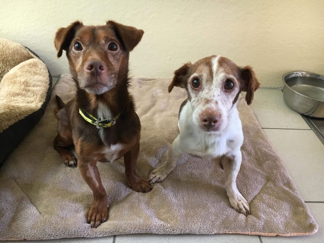 狗狗病危主人的反应,狗狗生病临死前的15个征兆