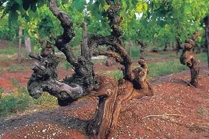 发现植物有烂根如何处理,发现植物有病害什么时候去治