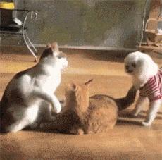 搞笑gif开心一刻单身也挺好,搞笑gif开心视频