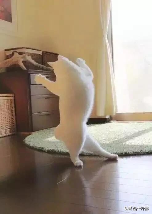 舞痴猫咪：每一个不曾起舞的日子，都是对生命的辜负！