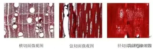 桃花心木花纹怎么鉴别,桃花心木有难闻的气味吗