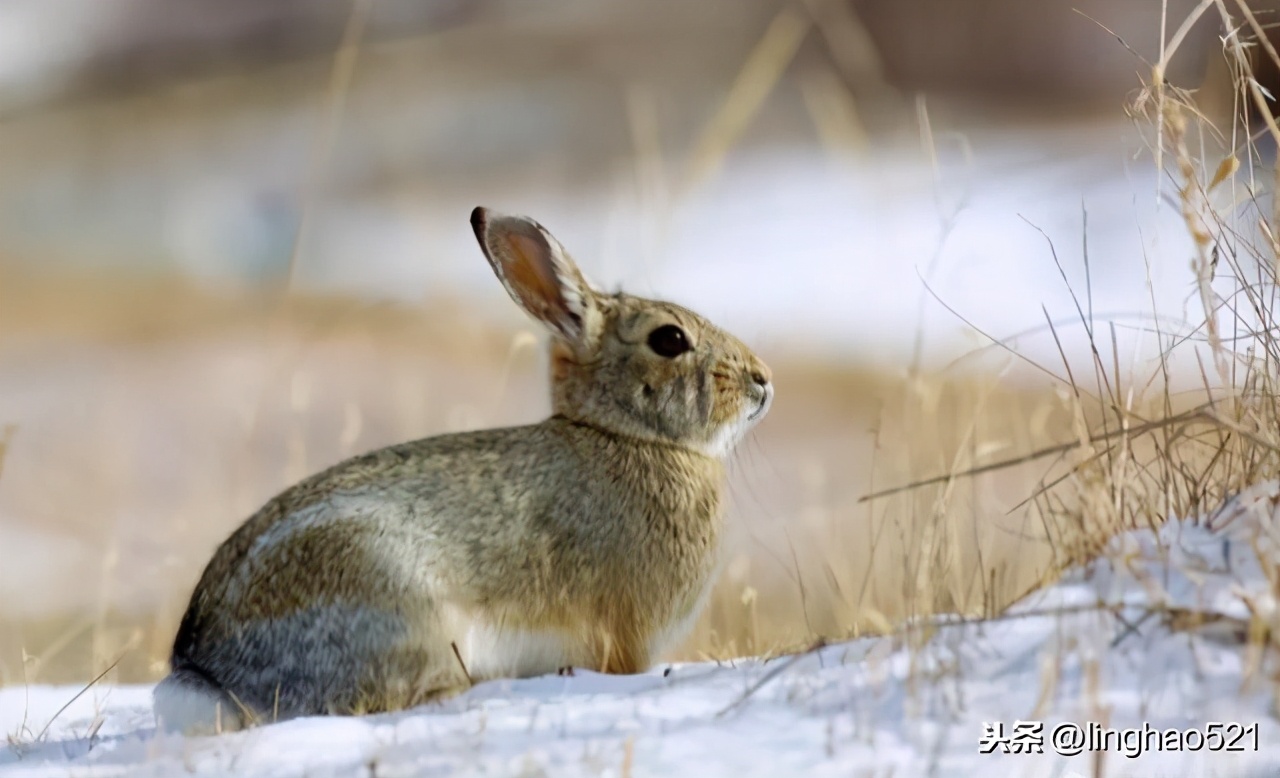 冬天野兔路线怎么判断,冬猎技巧讲解