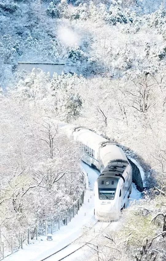 太美了开往春天的列车,这些开往春天的列车简直美呆了