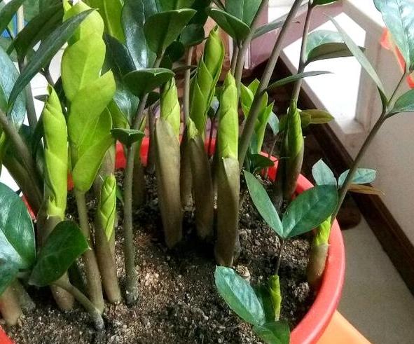 如何让盆栽的花多开花,如何使盆栽的花花期长