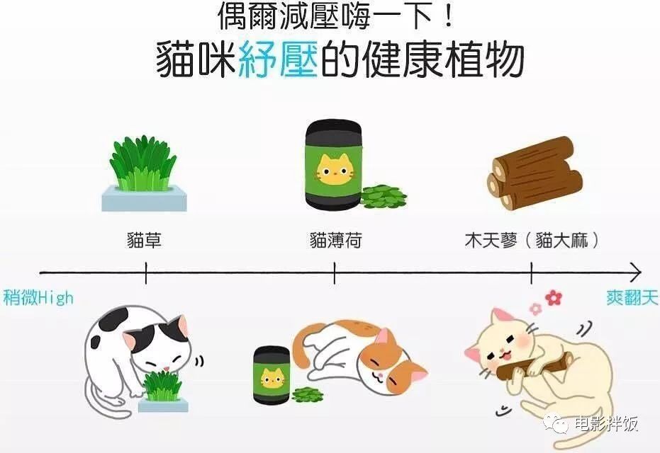 养猫怎样照顾猫,刚刚领养幼猫怎么养