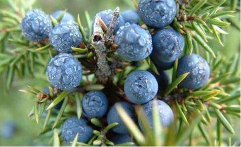 黑头越拔越多，一定是你用了错误的方法，这三个方法才最有效