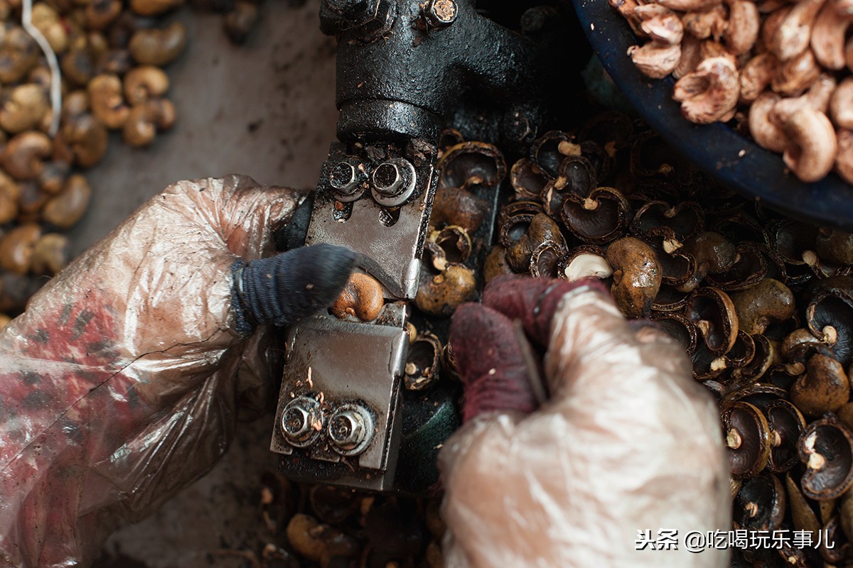 像花生一样好吃的腰果长在树上吗,腰果树上的腰果