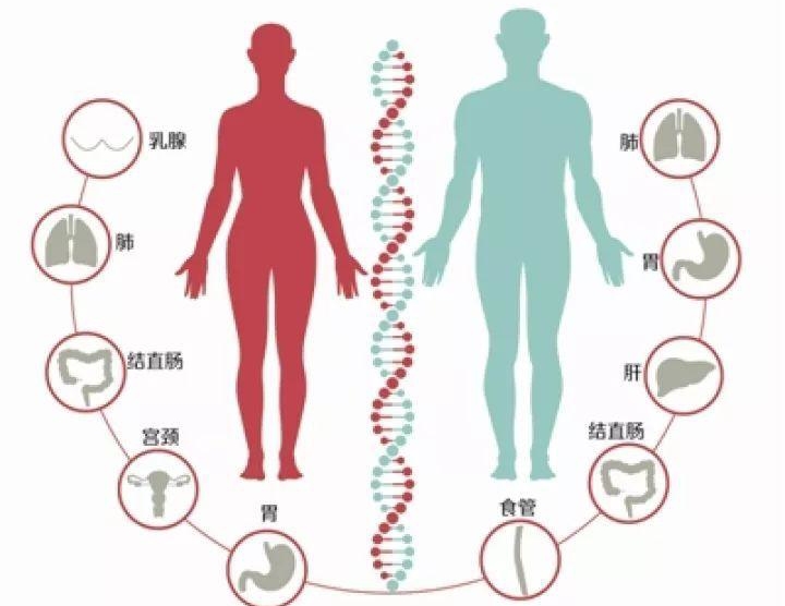 雄*交性**配和排尿器官二合一，雌性却分开，差异为何如此巨大？