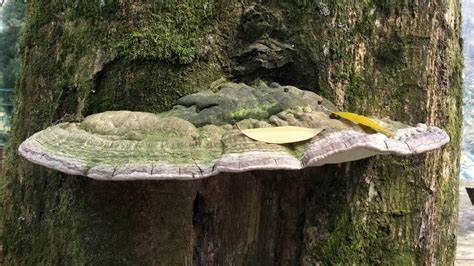 好稀奇！成都春熙路树上长灵芝成都的生态环境，到底有多好？