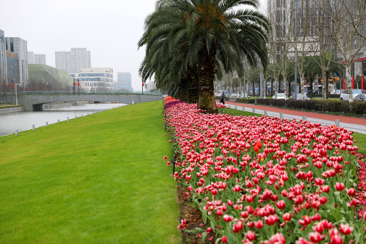 宁波现在哪里可以看郁金香,宁波郁金香在什么地方