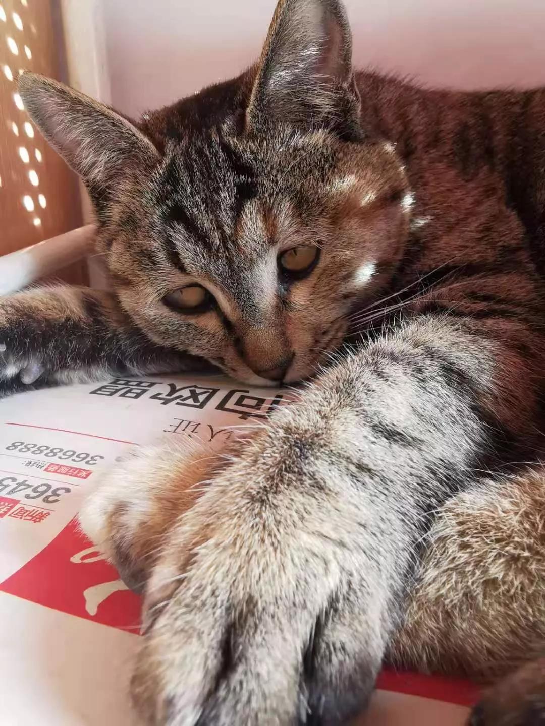 给猫咪治疗猫癣怎么用碘伏,给猫咪治疗猫癣用什么药膏