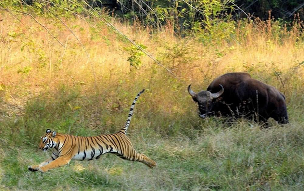 世界上最强壮的牛体重堪比大象,世界最大的牛多少斤吉尼斯