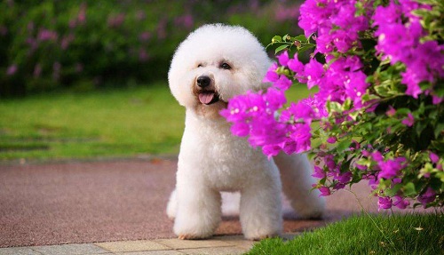 狗狗破皮伤口如何处理,狗狗开刀伤口多久愈合