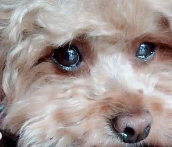 泰迪犬流泪怎么解决,泰迪会哭怎么回事