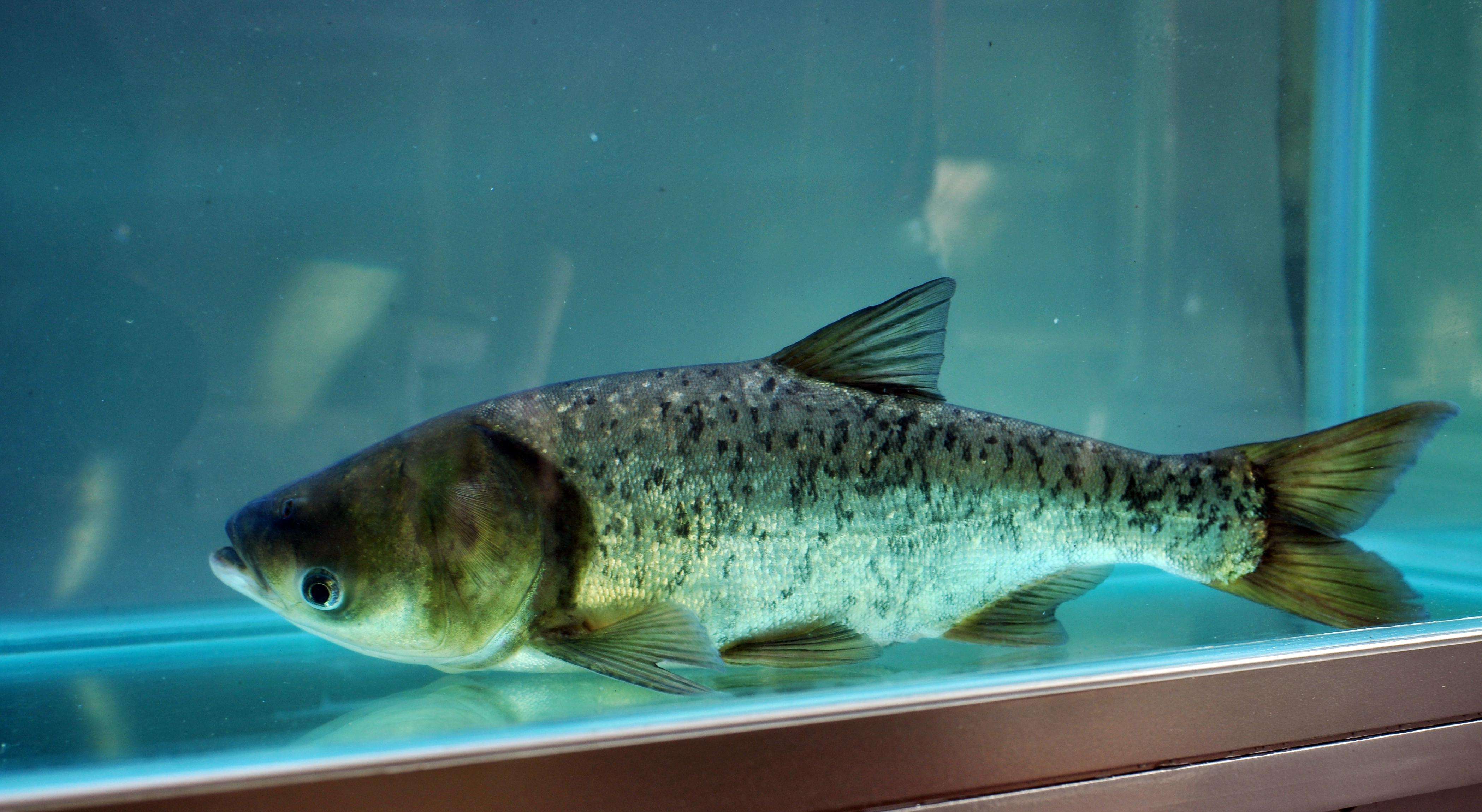 重庆市云南蒸汽石锅鱼,滇君鱼味云南蒸汽石锅鱼