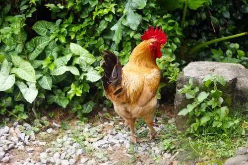 鸡气囊炎特效药一览表,鸡气囊炎吃什么药效果好