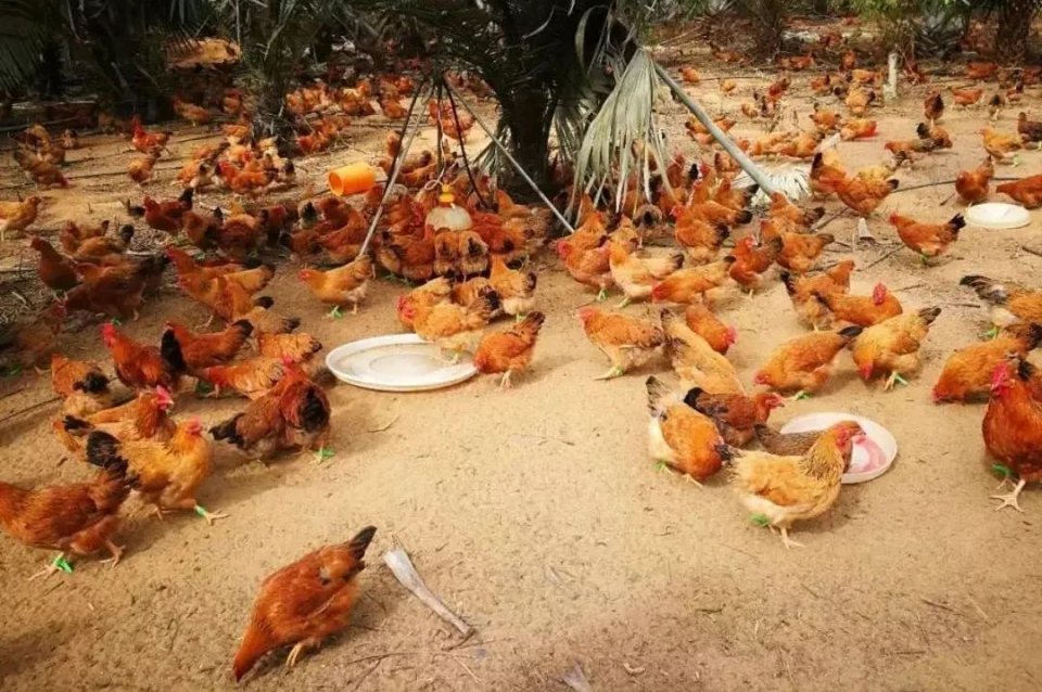 5折购海南椰子鸡饭店,椰子鸡5.5折