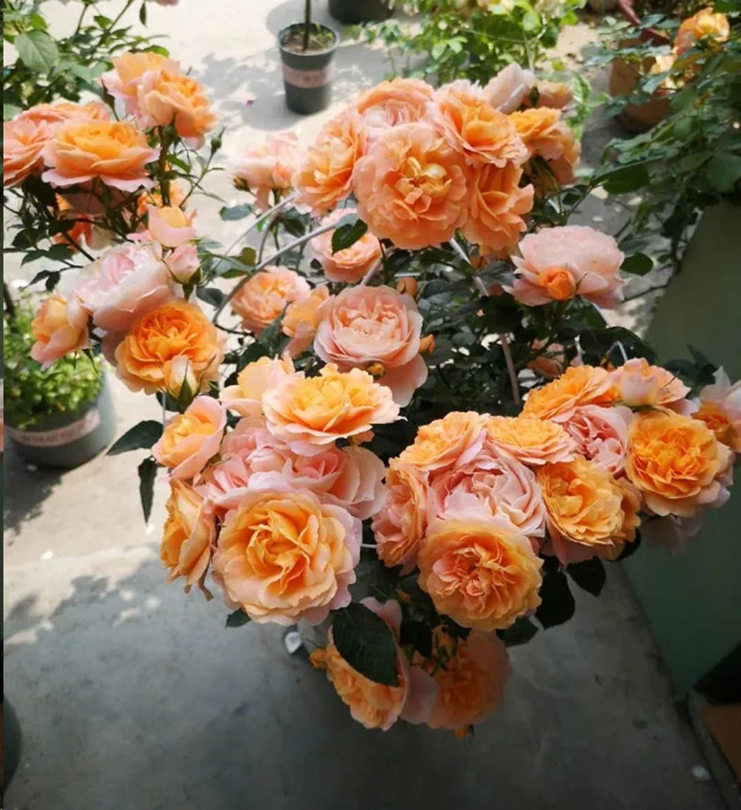 月季花开一半就不开了怎么回事,月季花开一半花蕊烂了是什么原因