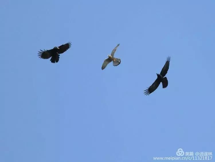 天坛最近发生什么事,北京天坛现在的状况