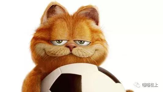 关于加菲猫的视频,关于加菲猫的知识资料