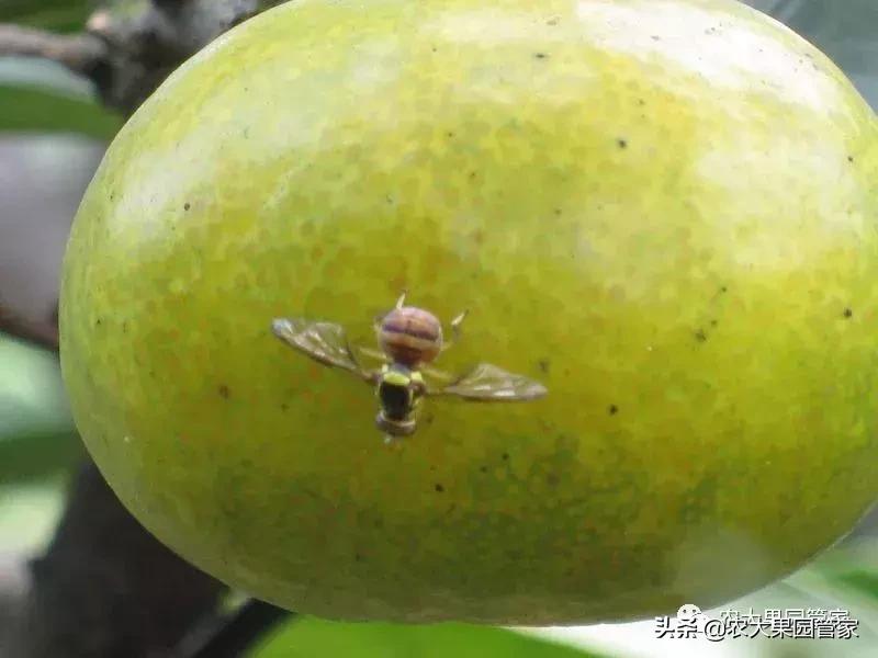 果实蝇危害柑橘的防治方法,果实蝇的危害到几月份