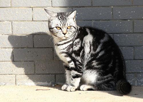 一直不太聪明的美国短毛猫,美国短毛猫的外貌相关数据