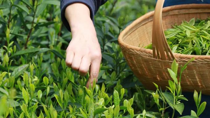 豪宅喝茶,豪宅庭院喝茶