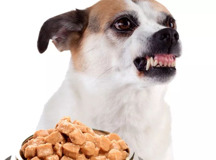 狗嚎叫怎么训练,狗乱叫咬人训练