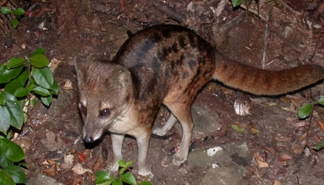 狗子交配后,为什么还背对背连在一起分不开?难道这样不危险么?