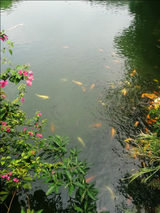 东莞旗峰公园掠影,东莞旗峰公园大体俯视图片