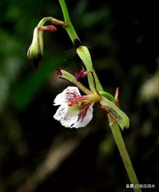吻兰,云南稀有兰花品种图片金边蕙兰
