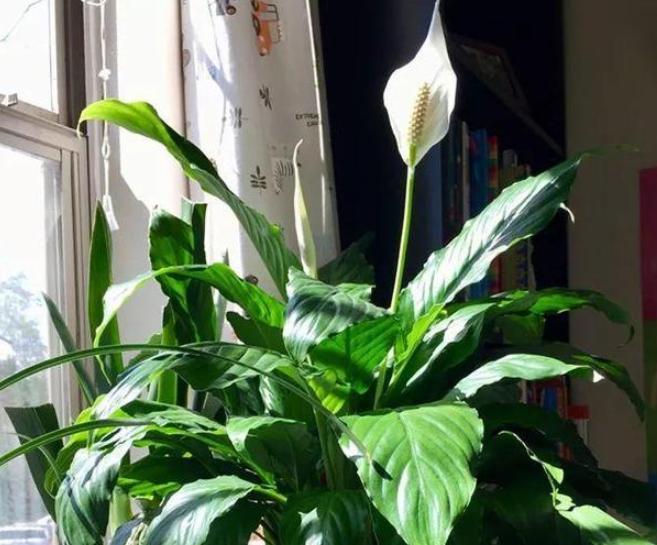 白掌的寓意以及养殖方法,白掌花的养护和习性