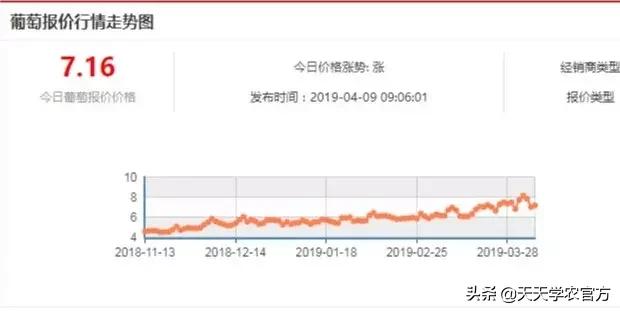 葡萄管理有门道！这2个雷区，很多新手都会踩到，还有人不知道！